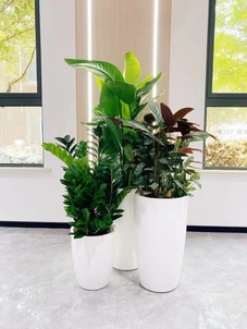 奉化花卉租赁公司